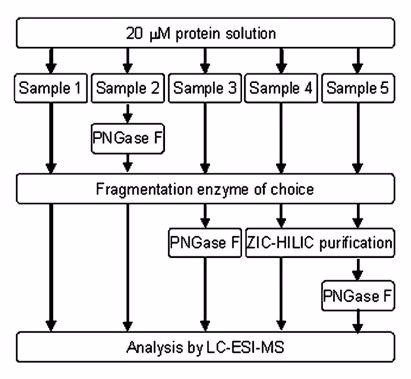 基于LC-MS的N-糖基化位点附着一般分析流程