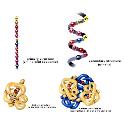 蛋白质组学与蛋白质结构