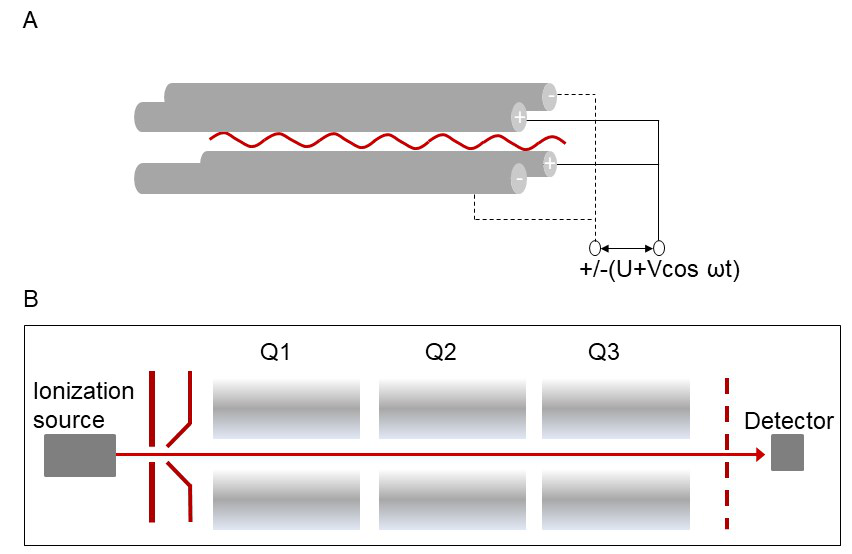 单四极杆质谱分析仪（A）和三重四极杆质谱仪（B）示意图