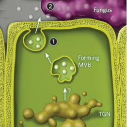 植物外泌体蛋白质组学