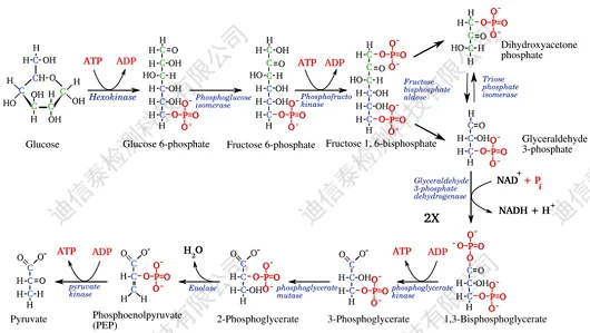 糖酵解主要流程图