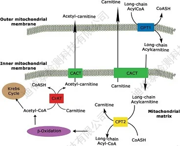 肉碱穿梭系统图