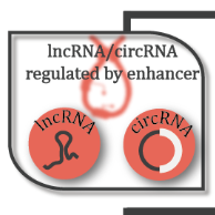 Lnc2Cancer