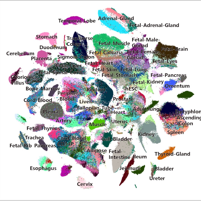 human cell landscape