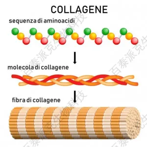 1911675169578496000-collagene-1-300x300.jpg