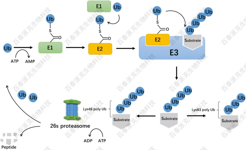 1911676233946050560-The-process-of-ubiquitination-Ubiquitin-is-first-transferred-to-E1-in-an-ATP-dependent.png