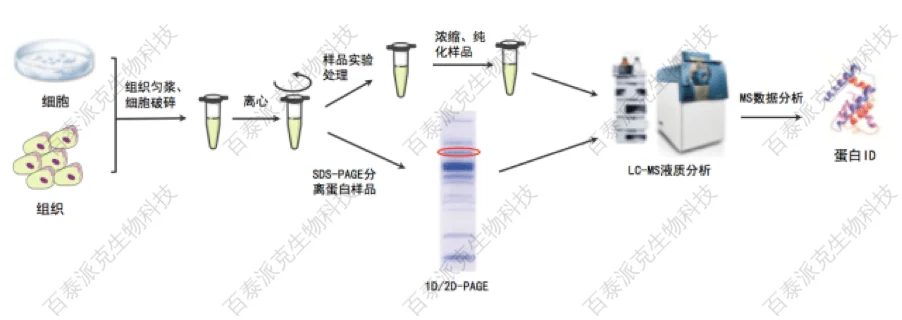蛋白质质谱鉴定前样品制备注意事项-百泰派克生物 随着高分辨率质谱仪分析技术的发展,蛋白质质谱鉴定的方法已经相当纯熟,一次性鉴定多个蛋白样品,以及低丰度蛋白样品已经不再是难事。这期文章我们讲讲蛋白质质谱鉴定前样品制备注意事项