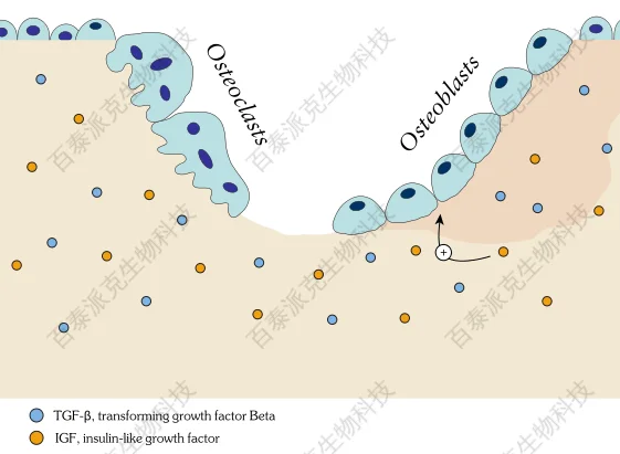 1979018733203042304-BoneBiology代谢性骨病－流式细胞因子检测.png