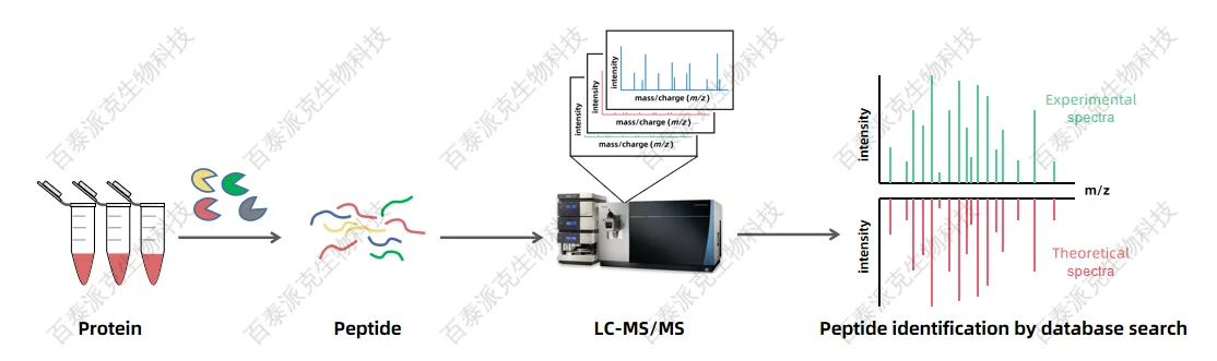 comparison-of-peptide-mapping-and-tandem-mass-spectrometry-in-protein-identification-1