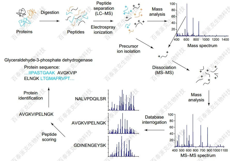 comparison-of-peptide-mapping-and-tandem-mass-spectrometry-in-protein-identification-2