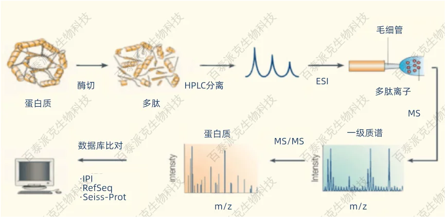 解蛋白质质谱鉴定技术原理和方法 质谱分析技术有着高灵敏度,高精准度等特点,能够准确快速地鉴定蛋白质。传统的质谱技术仅限于小分析物质的分析,随着新的离子化质谱技术的发展,为准确快速鉴定蛋白质等大分子提供了便捷的条件。