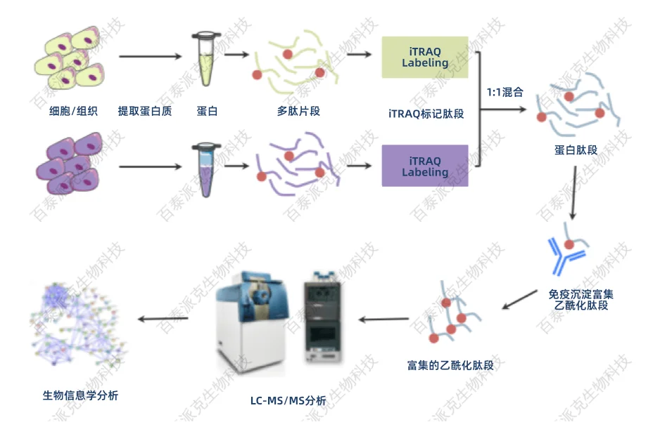 蛋白质乙酰化修饰定量分析基础知识-百泰派克生物 蛋白质翻译后修饰的作用主要是改变蛋白质的活性、定位或功能。通过蛋白质翻译后修饰也进一步增加了细胞通路机制和生命活动的多样性和复杂性。常见的蛋白质翻译后修饰包括磷酸化,乙酰化,糖基化,泛素化等。在这期我们就先来说说乙酰化。