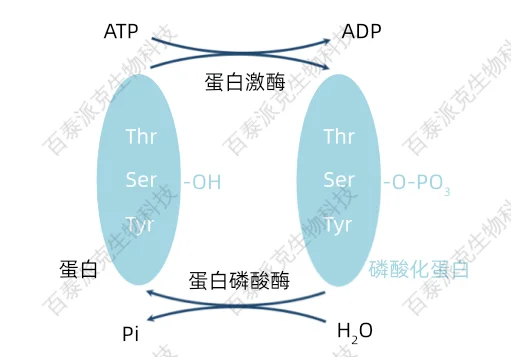 1979022480230658048-蛋白质磷酸化修饰反应过程.png