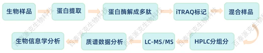 iTRAQ分析流程示意图 1979022523679453184-iTRAQ分析流程示意图.png