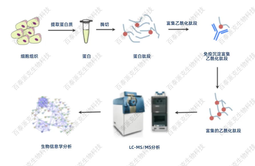 蛋白质乙酰化修饰定量分析基础知识-百泰派克生物 蛋白质翻译后修饰的作用主要是改变蛋白质的活性、定位或功能。通过蛋白质翻译后修饰也进一步增加了细胞通路机制和生命活动的多样性和复杂性。常见的蛋白质翻译后修饰包括磷酸化,乙酰化,糖基化,泛素化等。在这期我们就先来说说乙酰化。