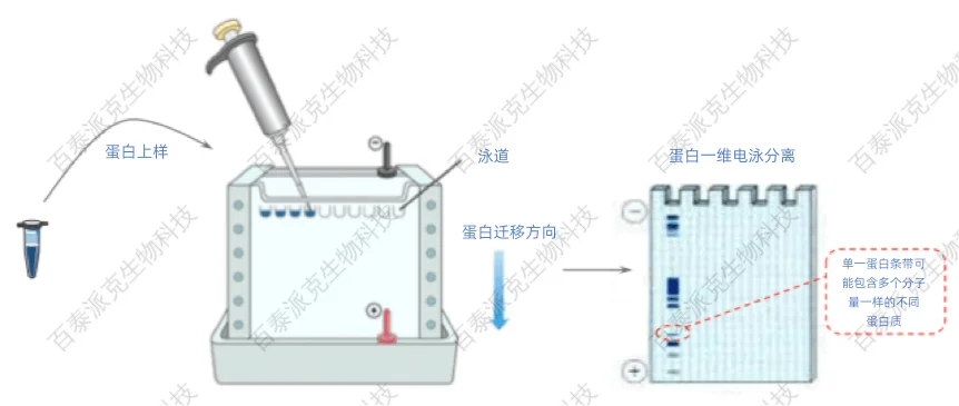 单一/混合蛋白质分离纯化方法与质谱鉴定详解-百泰派克生物 单一/混合蛋白质分离纯化方法与质谱鉴定详解