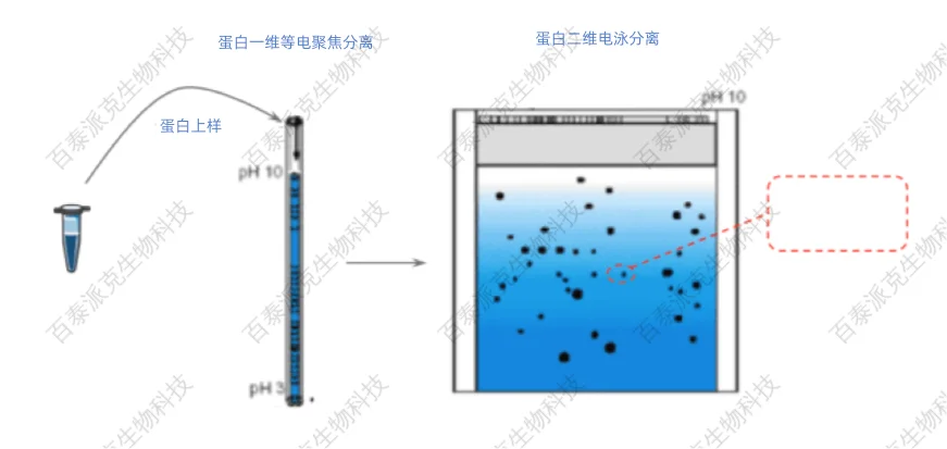 单一/混合蛋白质分离纯化方法与质谱鉴定详解-百泰派克生物 单一/混合蛋白质分离纯化方法与质谱鉴定详解