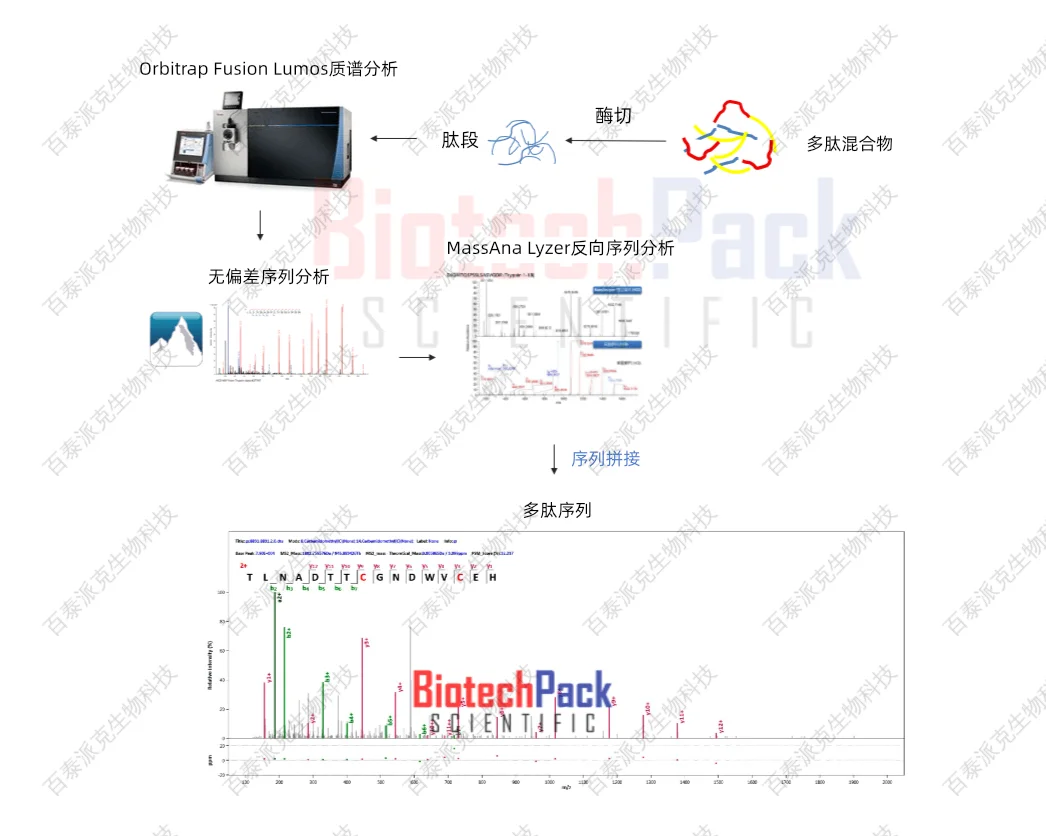 多肽测序示意图 多肽测序示意图