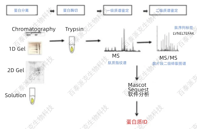 1979022700851048448-蛋白质分离、酶切、质谱分析流程.png