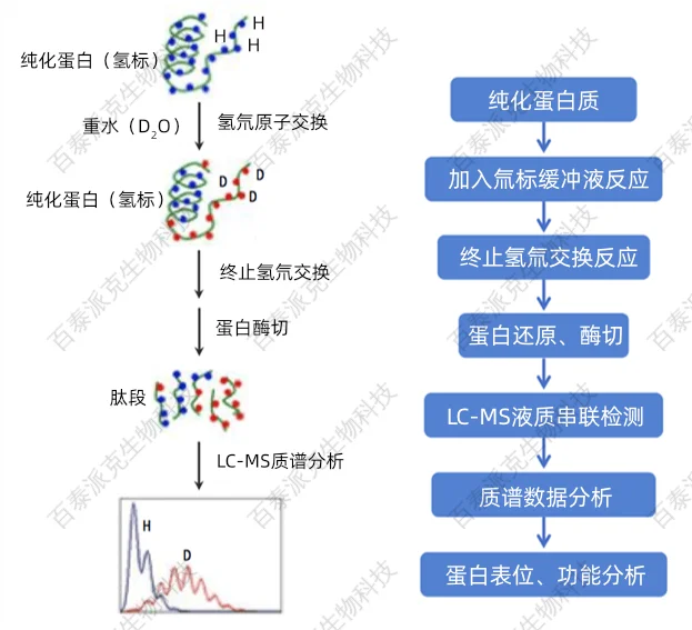 氢氘交换质谱HDX MS-北京百泰派克生物科技有限公司 百泰派克采用waters先进的nanoACQUITY UPLC HD-Exchange System分析系统,提供精准蛋白质表位分析服务
