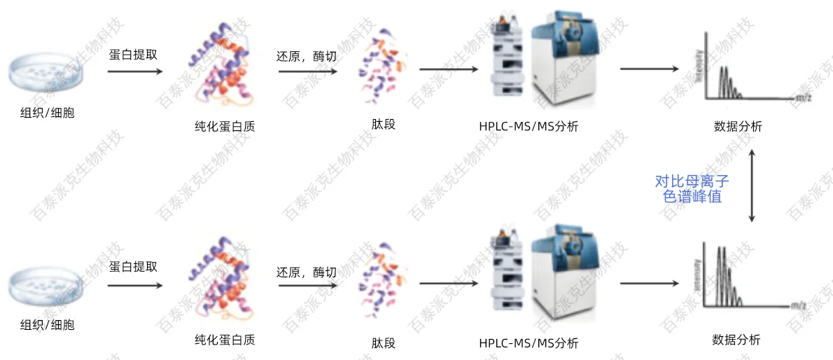 Label Free定量蛋白组学服务流程 Label Free定量蛋白组学服务流程