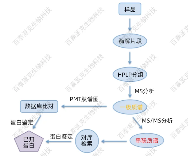 1979022740298477568-蛋白质质谱鉴定流程.png