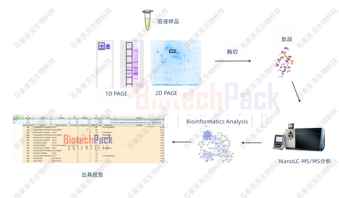 1979022751031701504-百泰派克蛋白质相互作用质谱分析.png