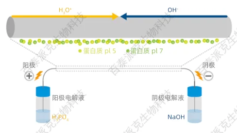 1979022761987223552-蛋白质等电点测定.png