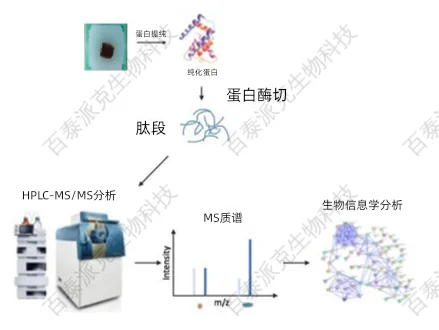 石蜡包埋样品蛋白质组学 石蜡包埋样品蛋白质组学