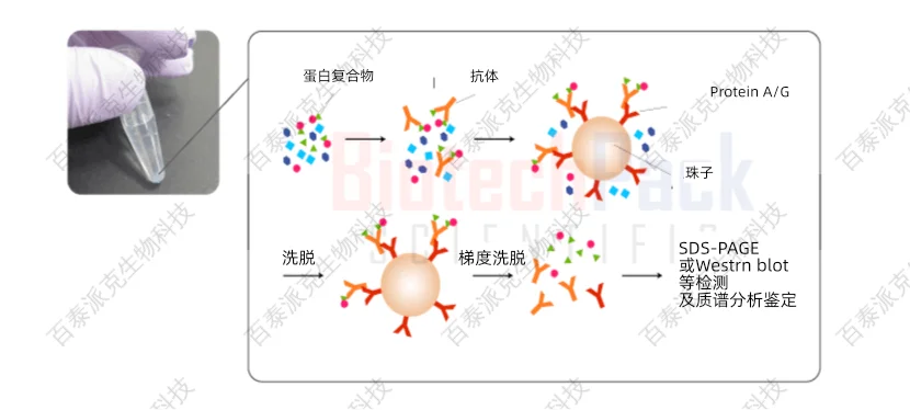 百泰派克蛋白质相互作用分析 百泰派克蛋白质相互作用分析