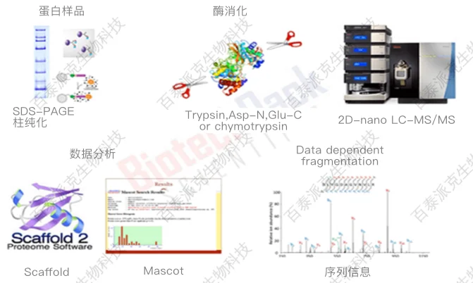 蛋白样品质谱鉴定流程