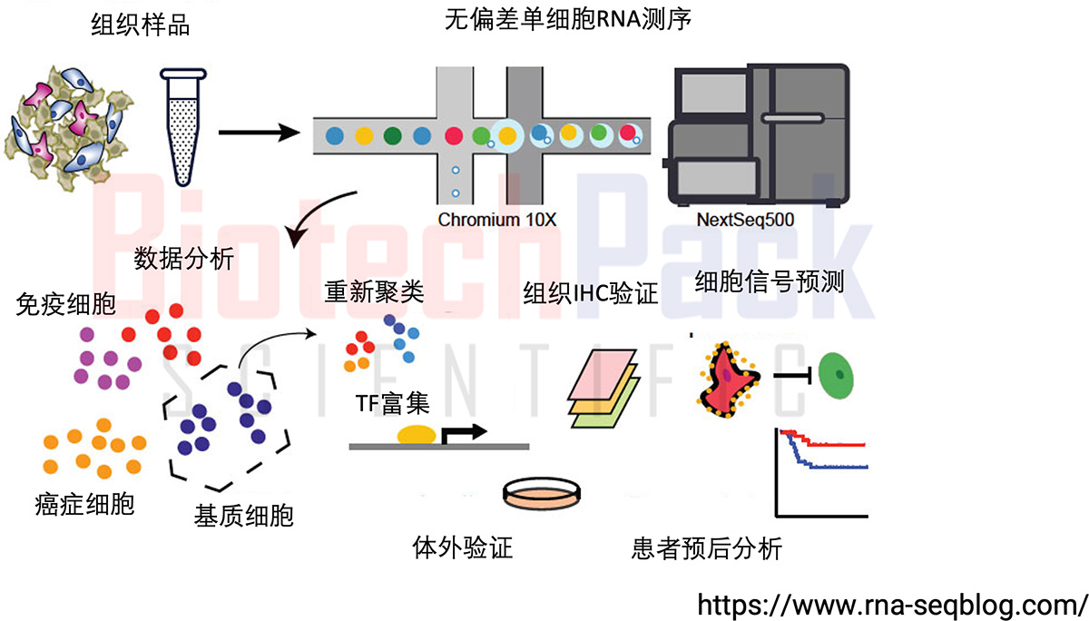 突破细胞屏障:单细胞抗体测序揭示免疫多样性的奥秘