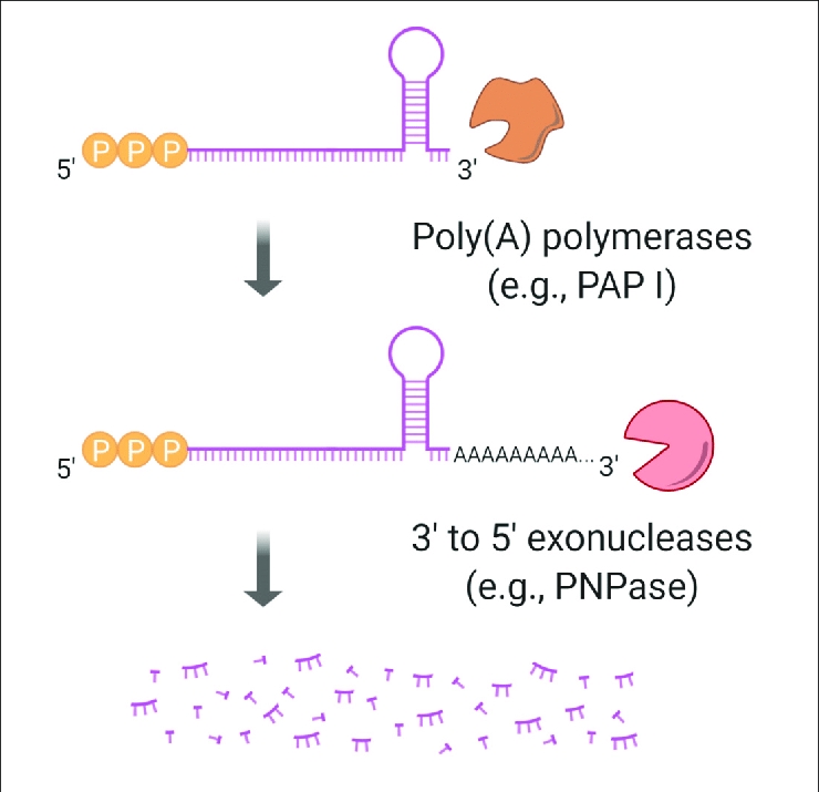 mRNA 3’ poly(A)加尾分析