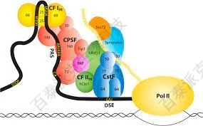 20230810-6155-mRNA5’加帽率分析.jpg