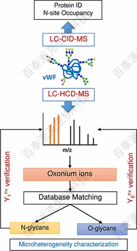 20231225-3071-20221219-9807-糖基化位点及糖型分析流程.jpg
