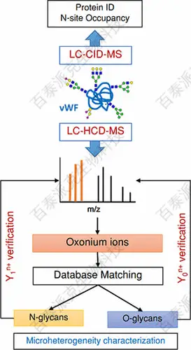 1794993789980479488-20231225-3071-20221219-9807-糖基化位点及糖型分析流程.jpg