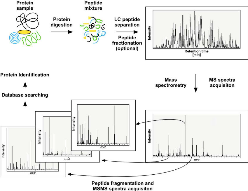 1925438868652937216-recombinant-collagen-analysis-service1.png