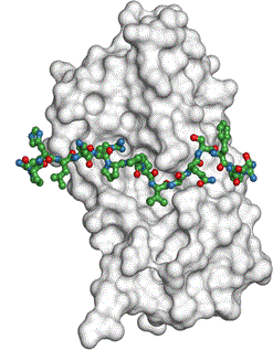 1945773938823516160-peptide-biomolecule-interaction-identification-service1.gif