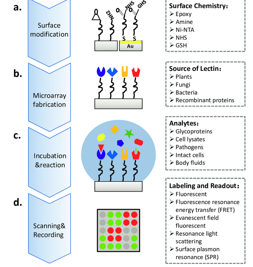 1955563800250404864-glycobiology-microarray-service1.png