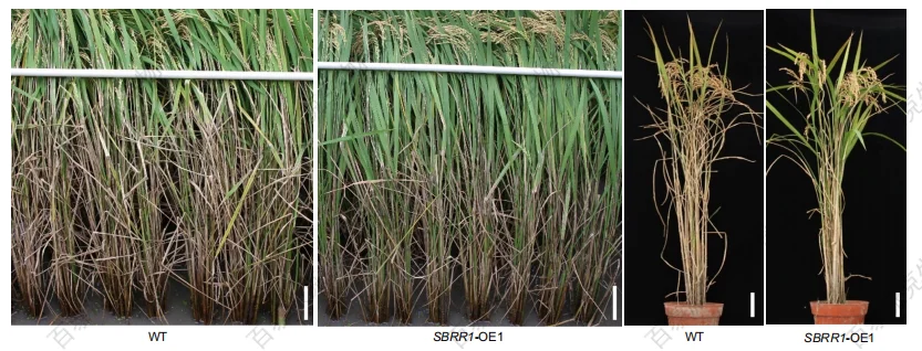 case-study-of-btp-mass-spectrometry-assisted-discovery-of-key-targets-for-rice-sheath-blight-resistance-1