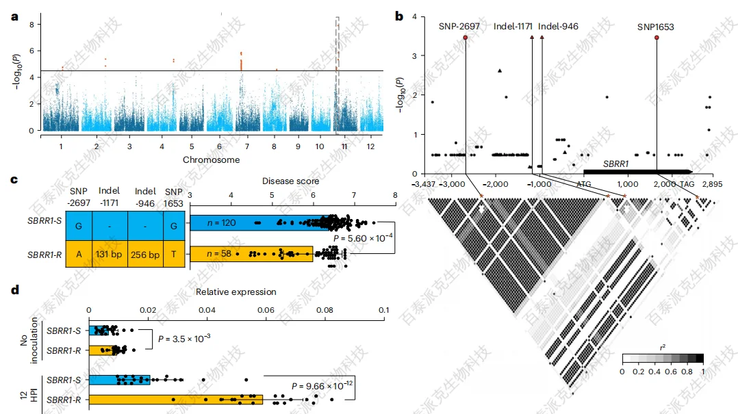 case-study-of-btp-mass-spectrometry-assisted-discovery-of-key-targets-for-rice-sheath-blight-resistance-2