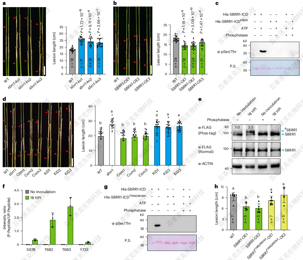 case-study-of-btp-mass-spectrometry-assisted-discovery-of-key-targets-for-rice-sheath-blight-resistance-3