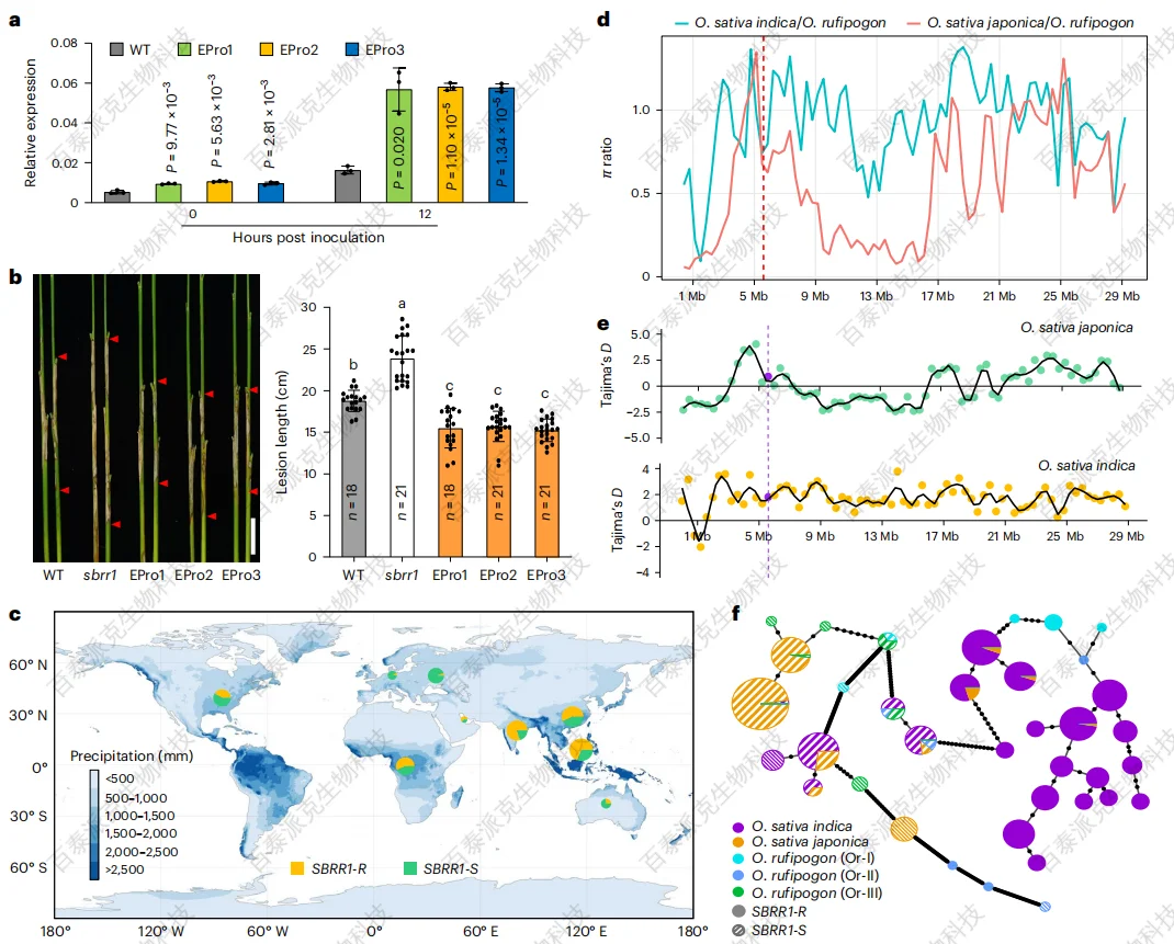 case-study-of-btp-mass-spectrometry-assisted-discovery-of-key-targets-for-rice-sheath-blight-resistance-4