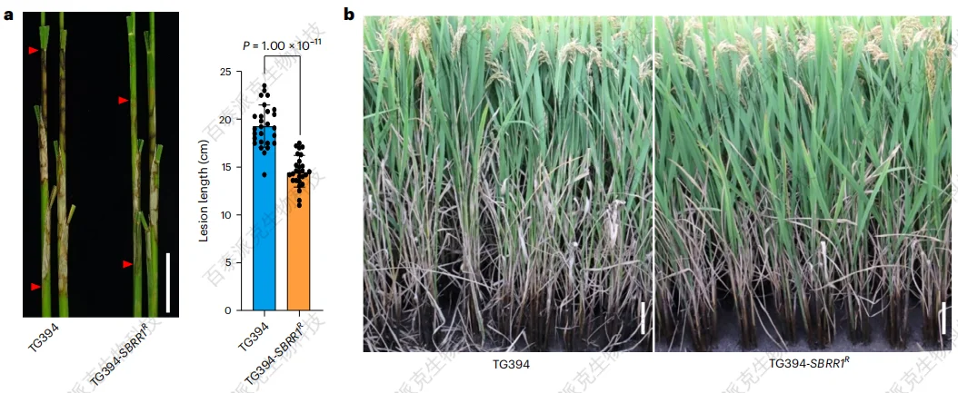 case-study-of-btp-mass-spectrometry-assisted-discovery-of-key-targets-for-rice-sheath-blight-resistance-5