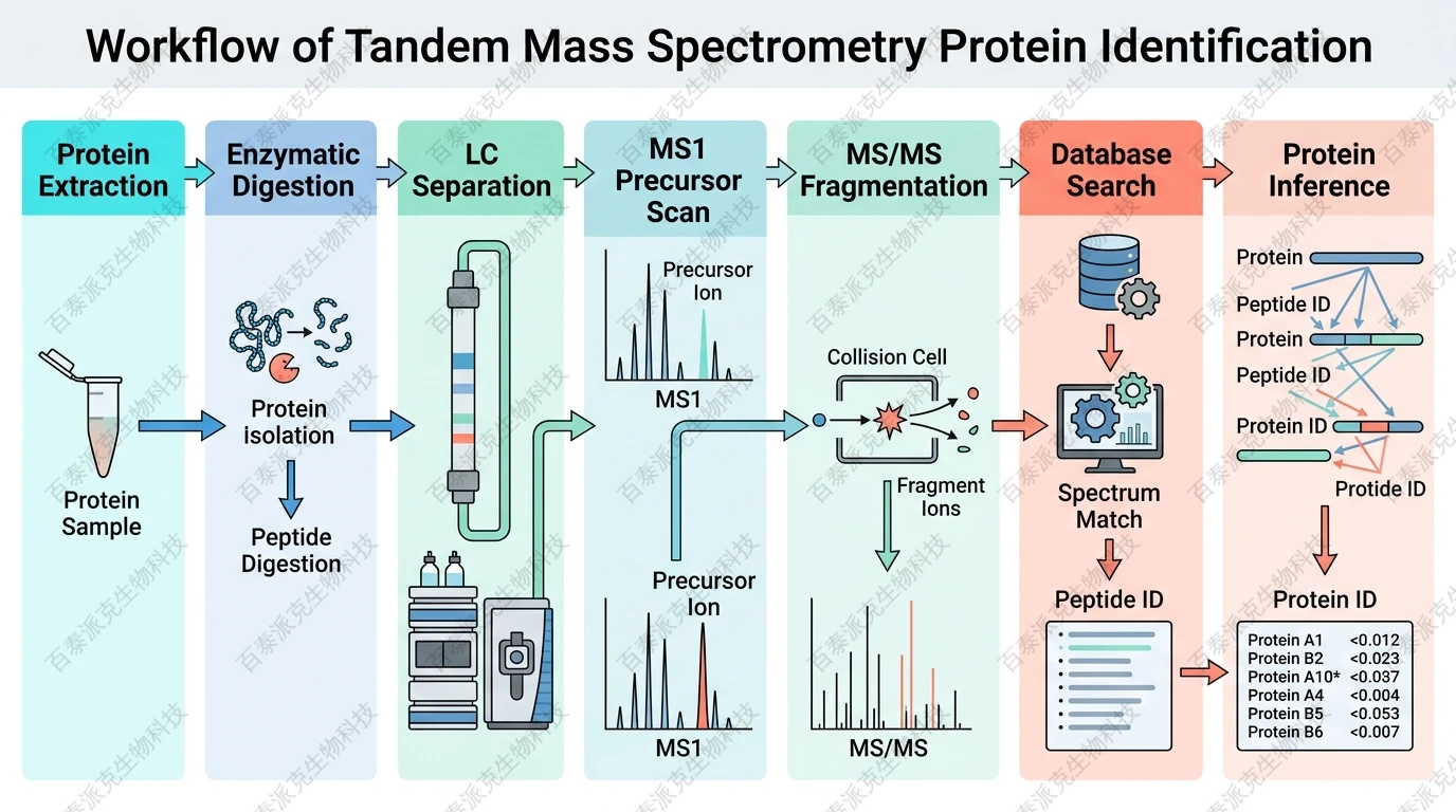 Workflow of tandem mass spectrometry protein identification with English labels