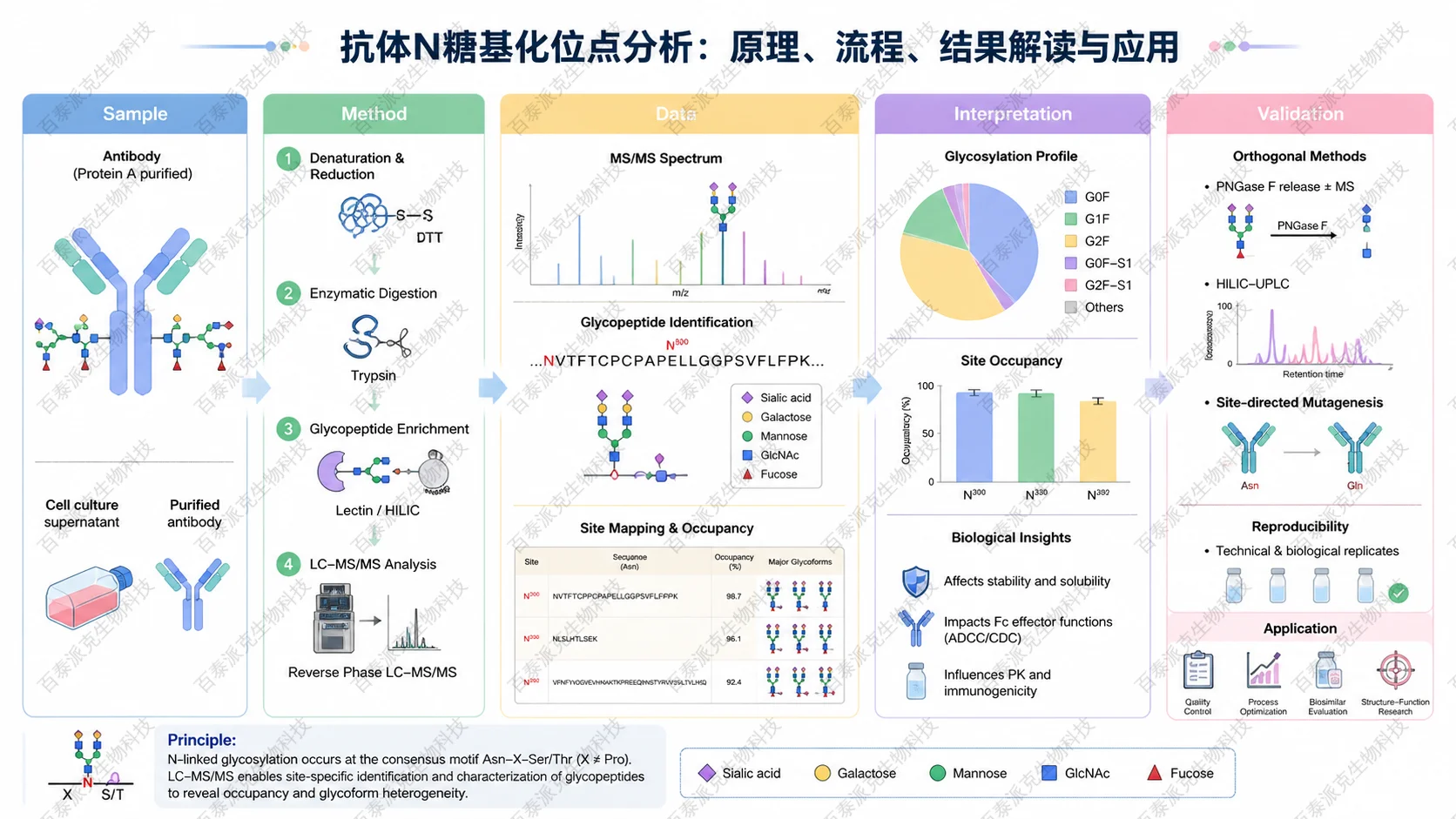 Scientific framework diagram for 抗体N糖基化位点分析：原理、流程、结果解读与应用 with English labels showing sample, method, data, interpretation, and validation