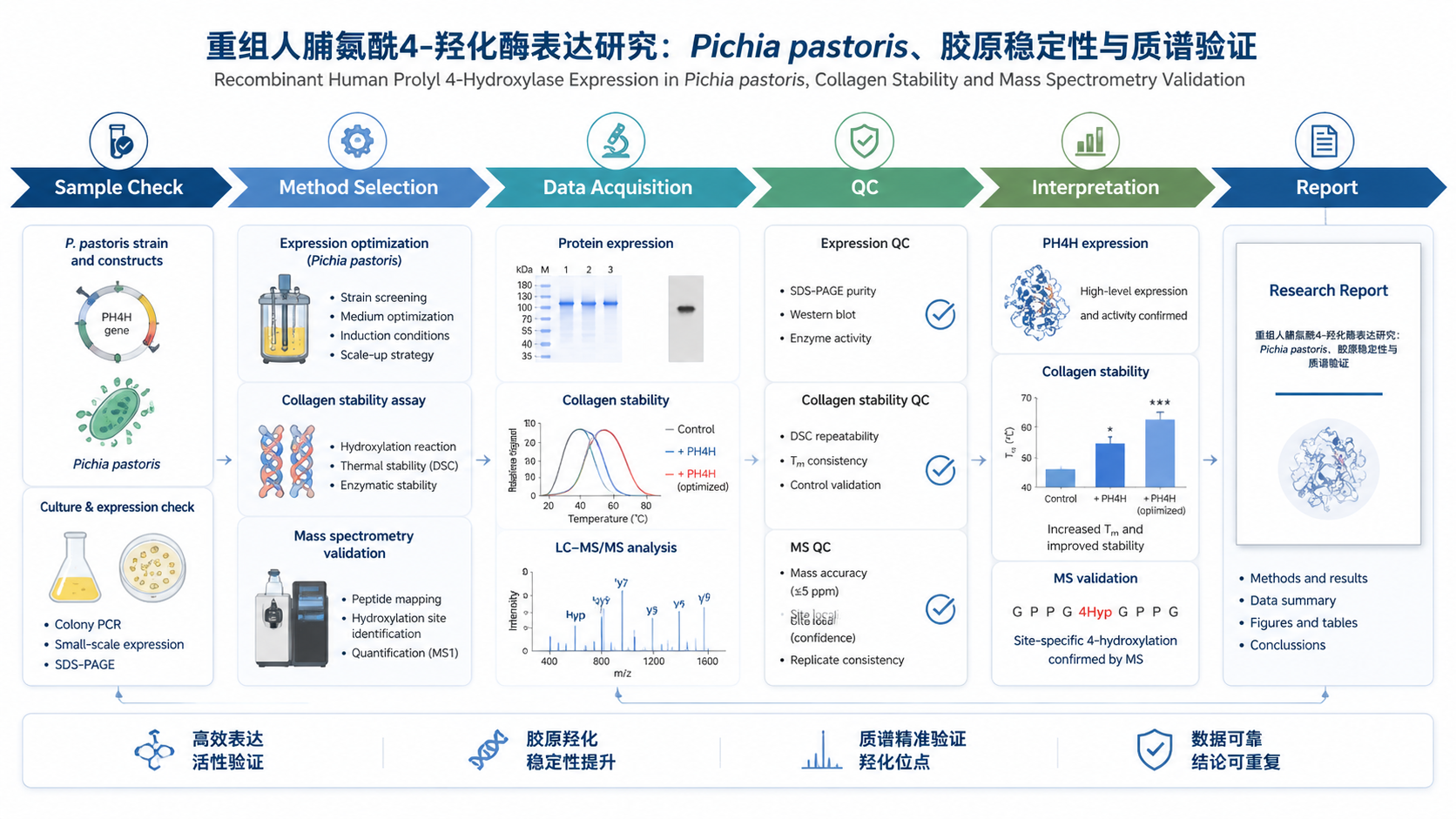 Workflow infographic for 重组人脯氨酰4-羟化酶表达研究：Pichia pastoris、胶原稳定性与质谱验证 with English labels: Sample Check, Method Selection, Data Acquisition, QC, Interpretation, Report