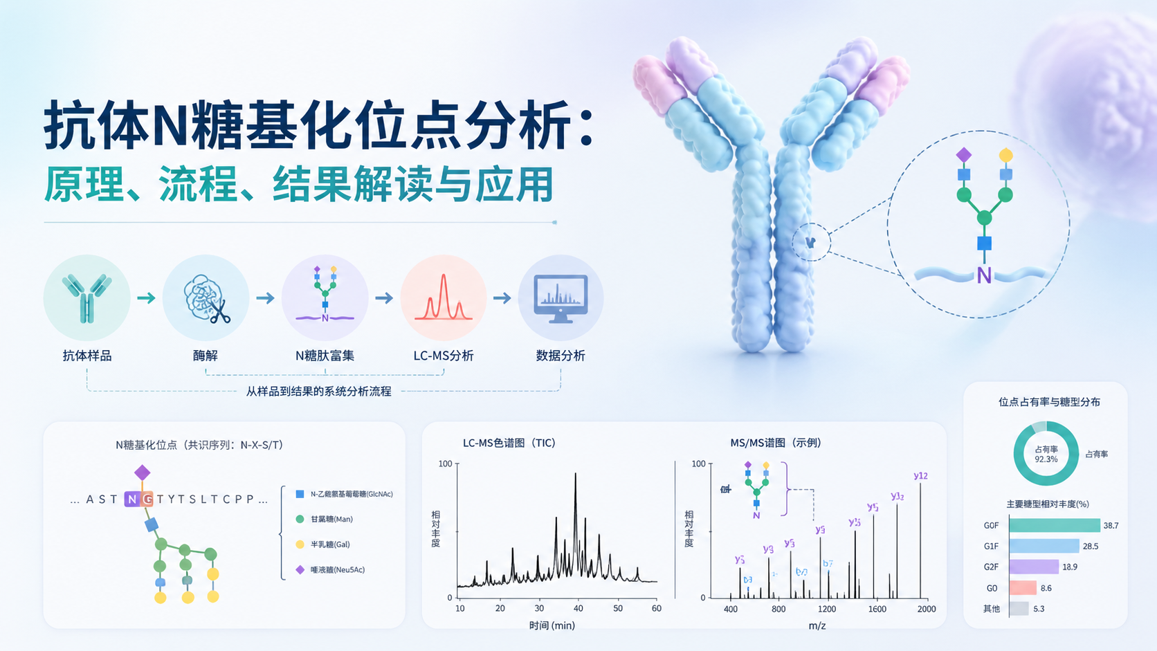 封面：抗体N糖基化位点分析：原理、流程、结果解读与应用概念图