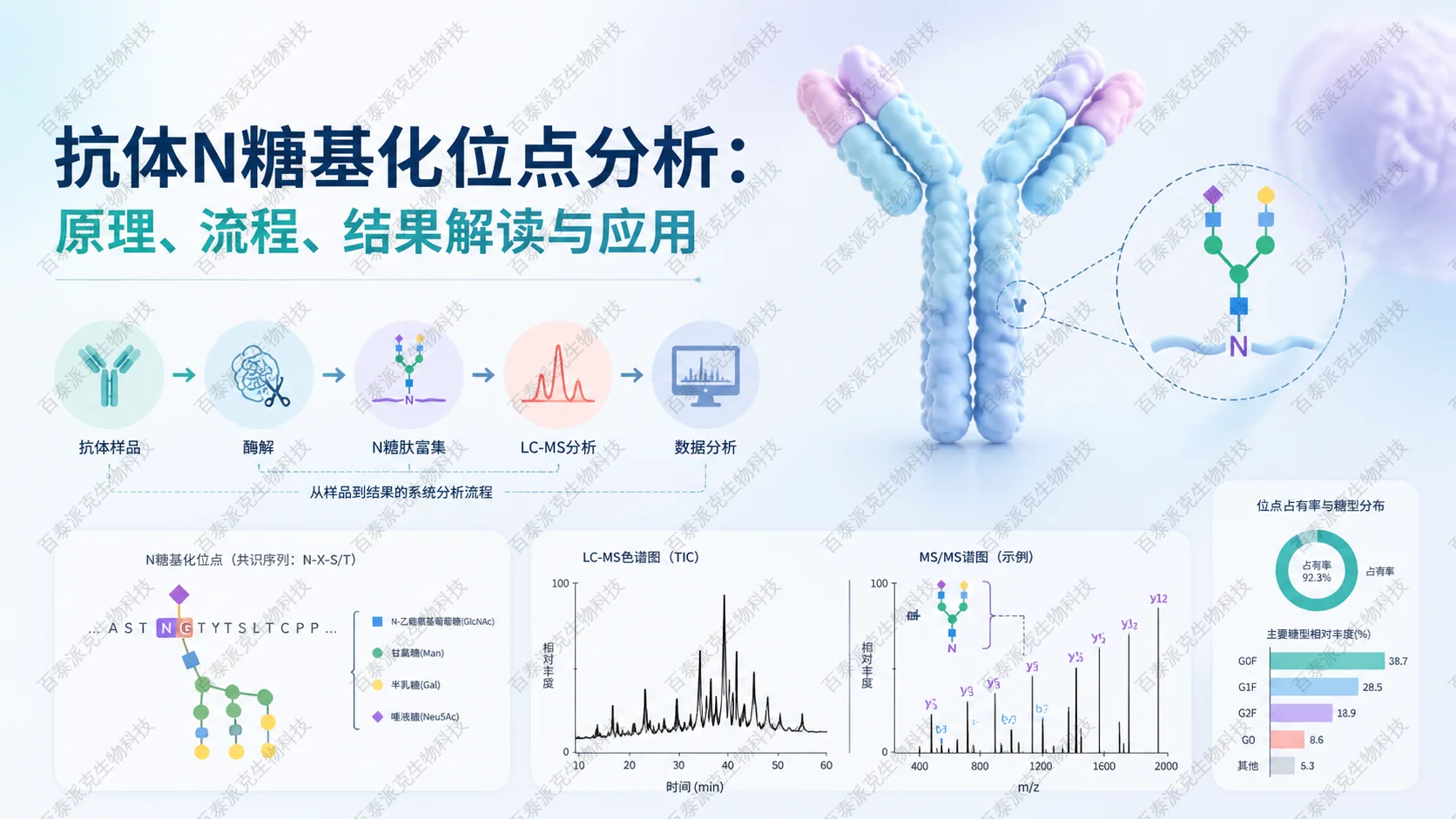 封面：抗体N糖基化位点分析：原理、流程、结果解读与应用概念图