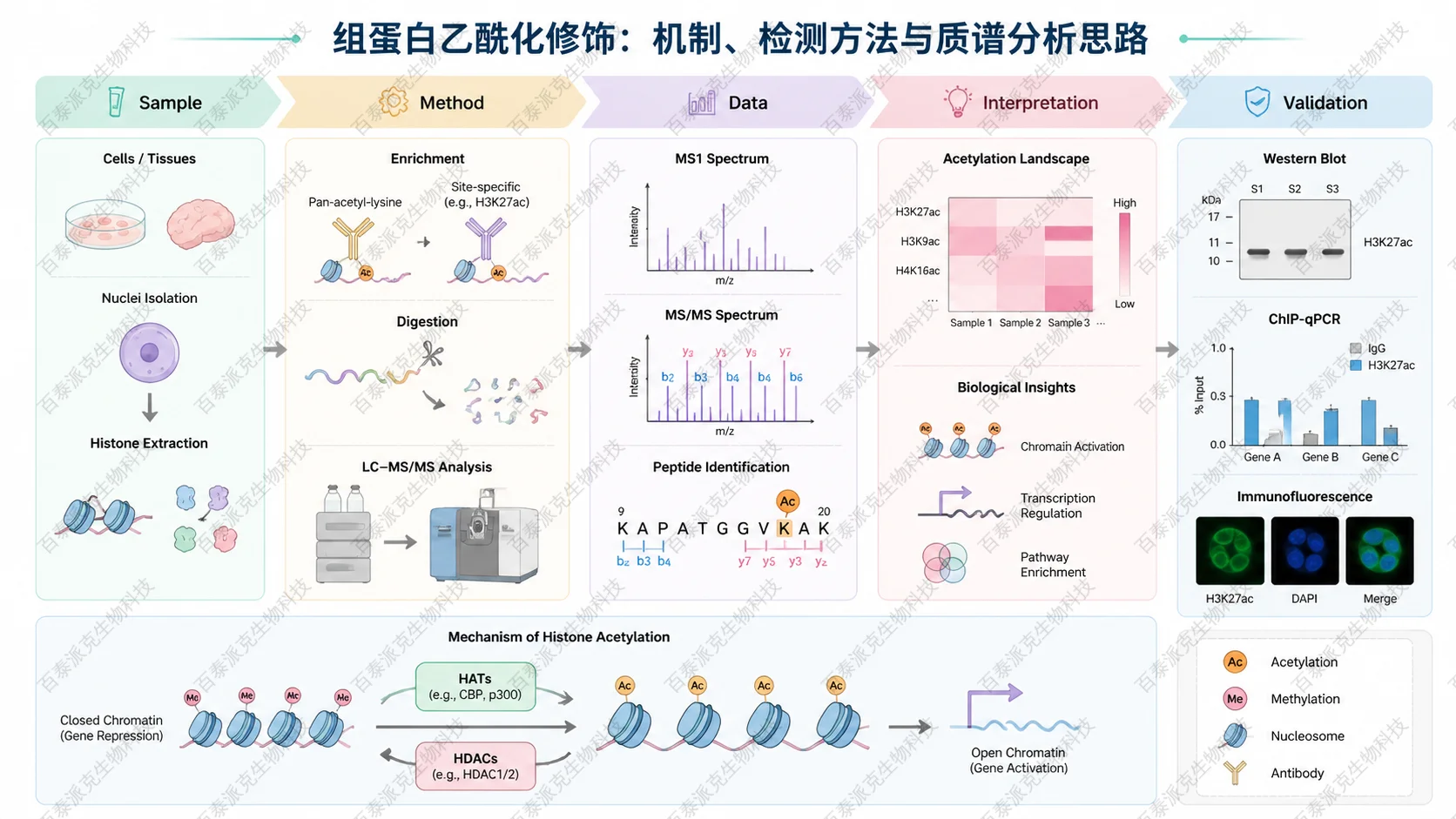 Scientific framework diagram for 组蛋白乙酰化修饰：机制、检测方法与质谱分析思路 with English labels showing sample, method, data, interpretation, and validation